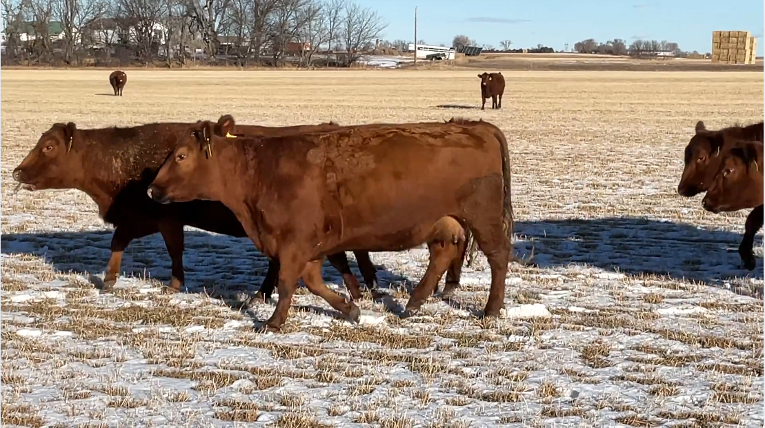 BC120a5 All home raised- Solid Red Angus-Bred Red Angus- Calve March 14th!